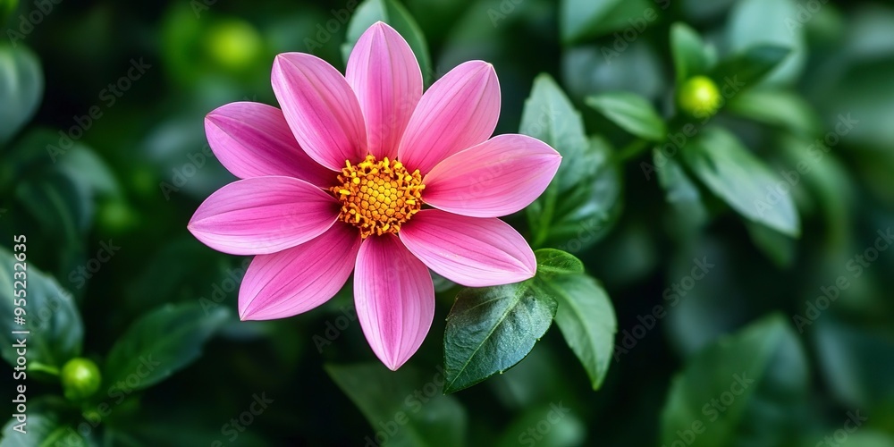 A pink flower with a yellow center is in the foreground. The flower is surrounded by green leaves A pink flower with a yellow center is in the foreground. The flower is surrounded by green leaves