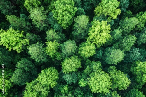 Forest ecosystem variety supports sustainability through attaining net zero carbon emissions, ideal for eco-friendly and conservation projects and initiatives