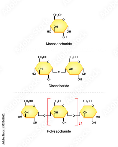 Differences Between Monosaccharide, Disaccharide and Polysaccharide. Glucose, Maltose and Starch. Carbohydrates and Sugars Terminology. Scientific Design. Vector Illustration.