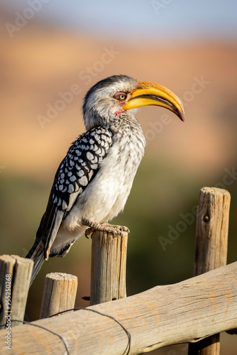 Africa Yellow-Billed Hornbill