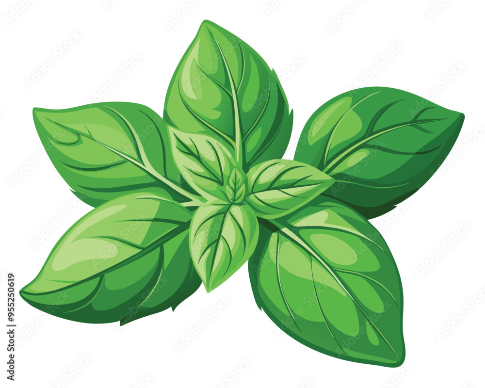 green basil vegetable vector illustration on white background green basil vegetable vector illustration on white background