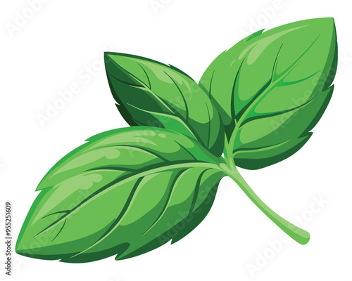 green basil vegetable vector illustration on white background