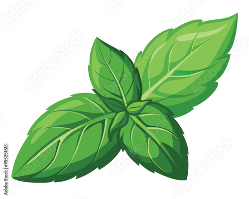 green basil vegetable vector illustration on white background