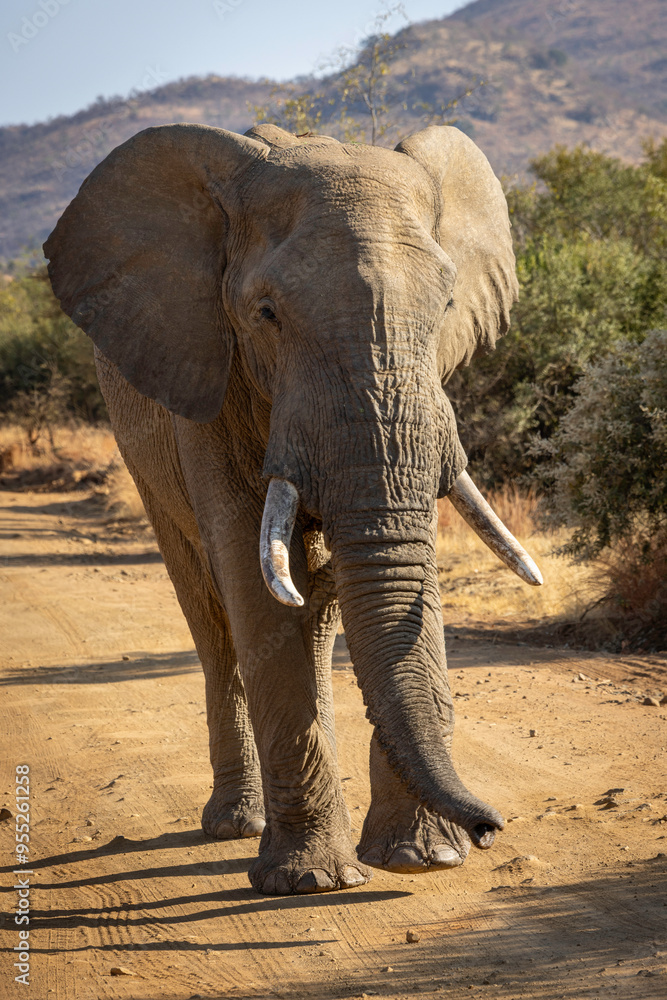 Fototapeta premium Africa Elephant in the Black Rhino Preserve, South Africa.