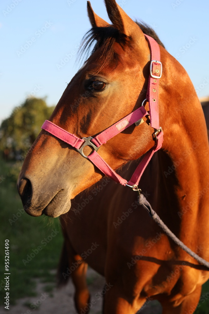 Obraz premium Young horse in the field in summer