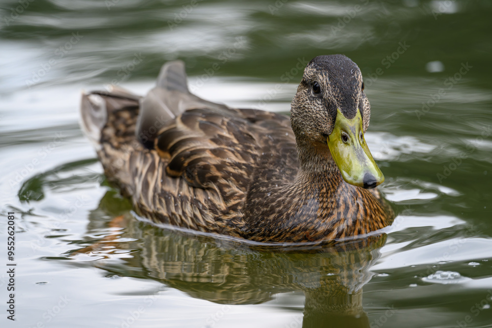 Brown female duck on the water.
Brown female duck on the water.