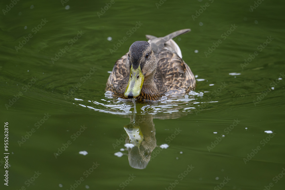Fototapeta premium Brown female duck on the water. 