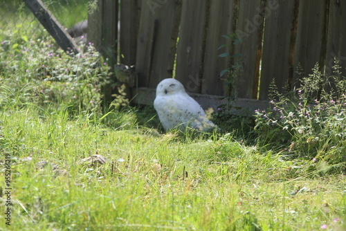 owl on the grass photo