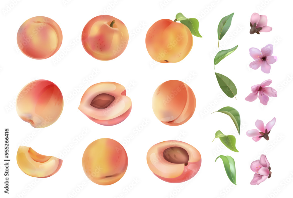 Watercolor peach. White fruit texture and leaf, summer nature food on white background, pink flowers, healthy food packaging drawing isolated elements. Whole and half. Vector isolated set Watercolor peach. White fruit texture and leaf, summer nature food on white background, pink flowers, healthy food packaging drawing isolated elements. Whole and half. Vector isolated set