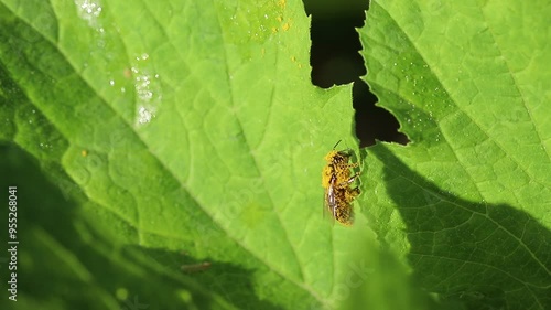 Close-up of a honey bee covered in pollen collecting nectar from a pumpkin leaf. Insects in nature. MP4