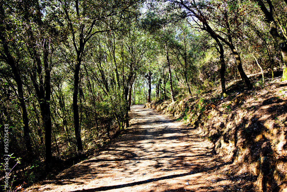Colorful trees and leaves in autumn in the Montseny Natural Park in Barcelona, Spain Colorful trees and leaves in autumn in the Montseny Natural Park in Barcelona, Spain