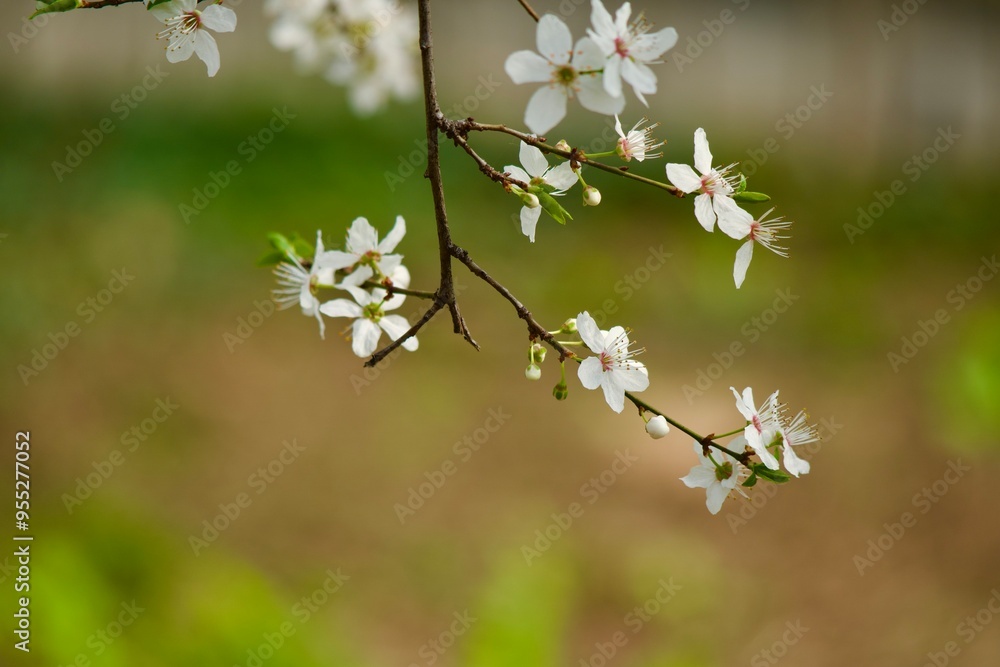 Obraz premium Tree blossom
