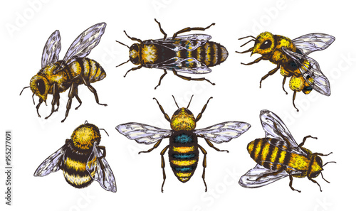 Vintage honey bee. Hand drawn insect sketch style, isolated tattoo. Black and white animal artwork, line nature. Yellow engraving outline wasp. Beekeeper different angles view. Vector doodle