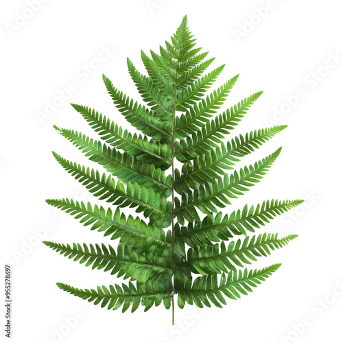 Detailed Fern Leaf with Lush Green Fronds