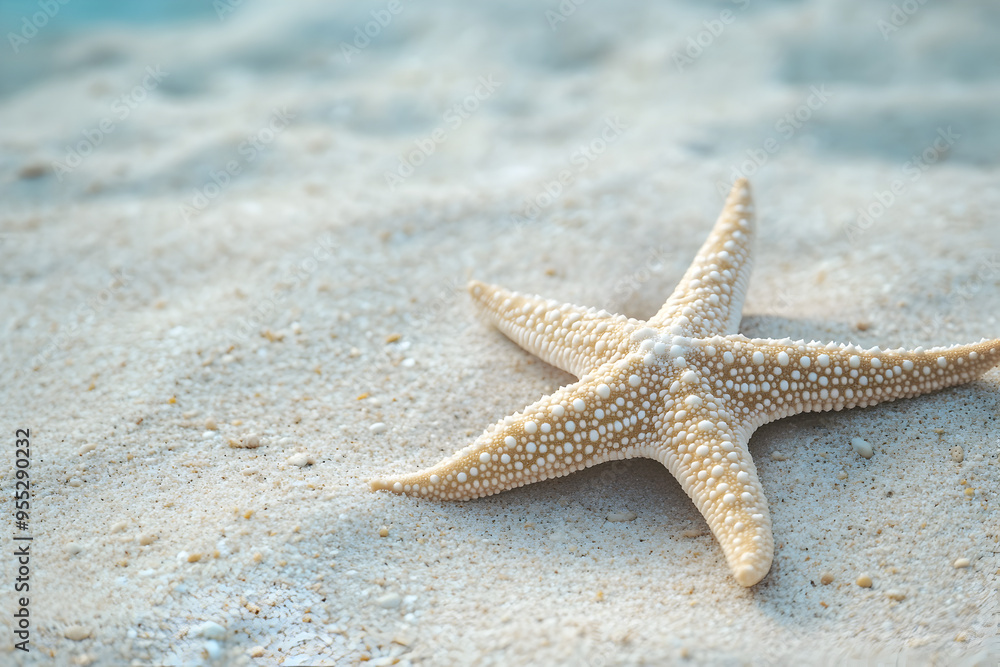 A minimal shot of a sea star resting on a sandy floor.
A minimal shot of a sea star resting on a sandy floor.