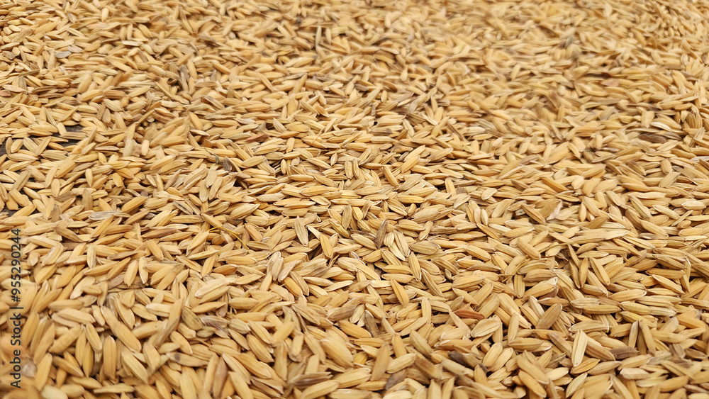 rice seeds that have been picked by farmers and dried in the sun during the day rice seeds that have been picked by farmers and dried in the sun during the day