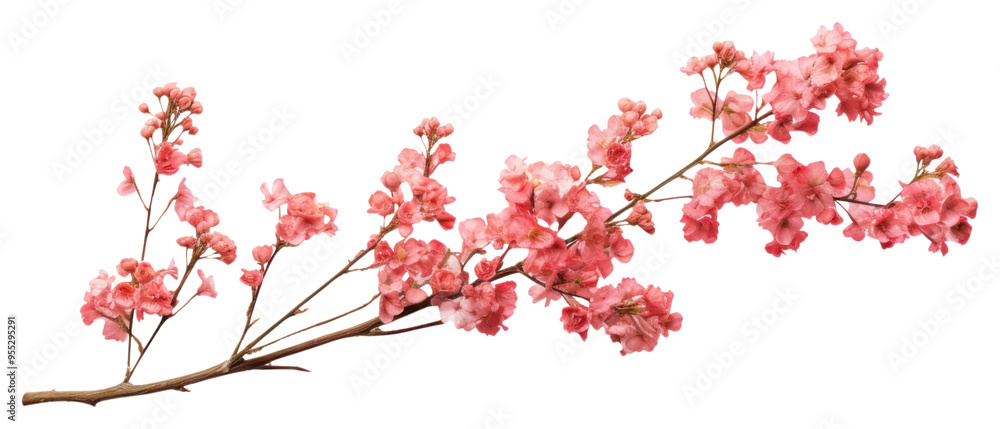PNG Twig of coral limonium flowers blossom plant twig. PNG Twig of coral limonium flowers blossom plant twig.