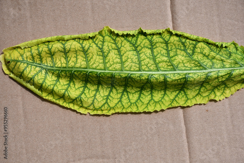 Chlorosis of plants: the leaf surface is yellow, and the veins are green. Leaf with signs of magnesium or iron chlorosis close-up on a cardboard surface
