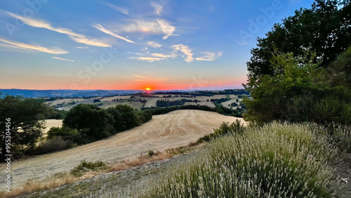 Italian Vineyard at Sunset II