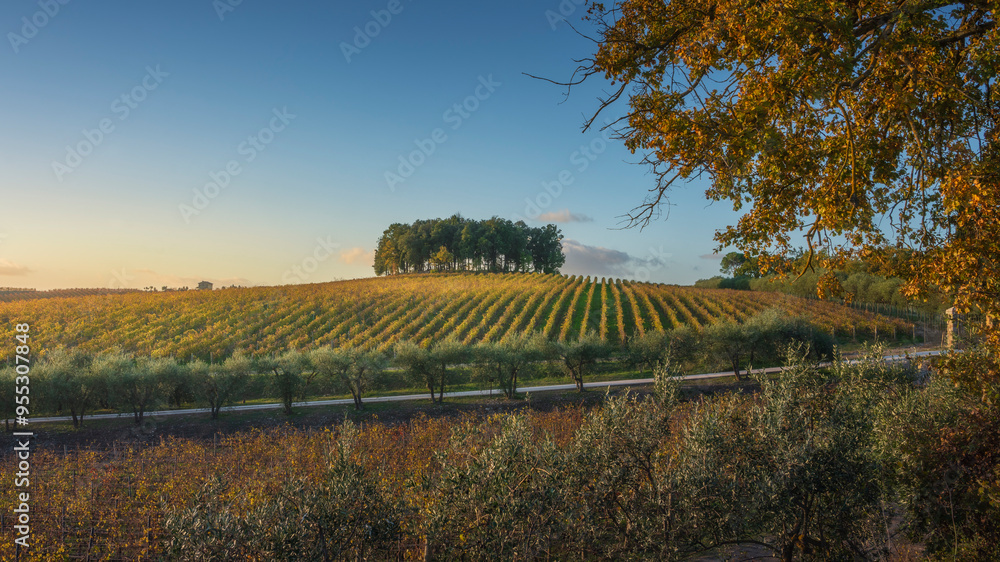 Obraz premium Group of trees on a hill above a vineyard. Chianti region. Castelnuovo Berardenga, Tuscany
