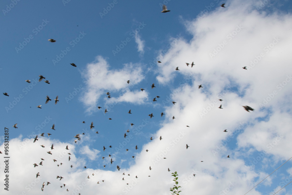 Fototapeta premium flock of birds