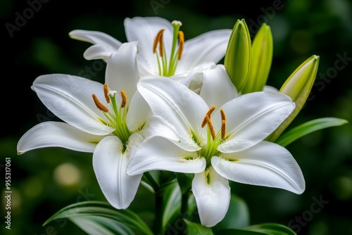 Wallpaper Mural Lilies, white and pure, symbols of innocence are often used in ceremonies to convey sincerity and virtue Torontodigital.ca