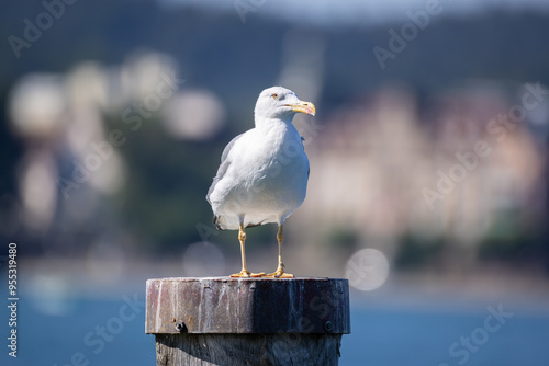 huge white-blue sea gull yellow eyes stands on a wooden pole and looks out for prey fish in the water blurred background during the day sunshine