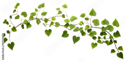 PNG Green leaves plant leaf vine.