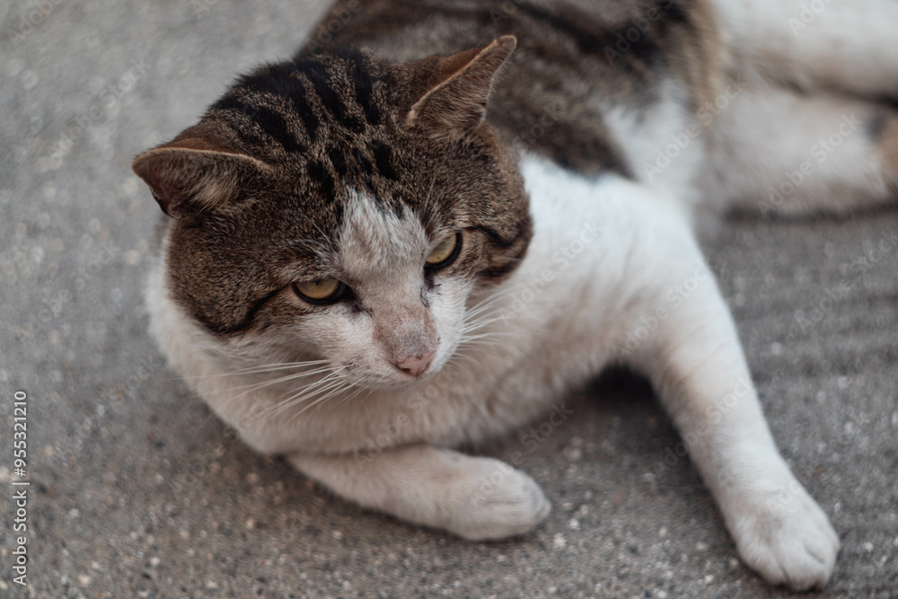 portrait of a stray cat portrait of a stray cat
