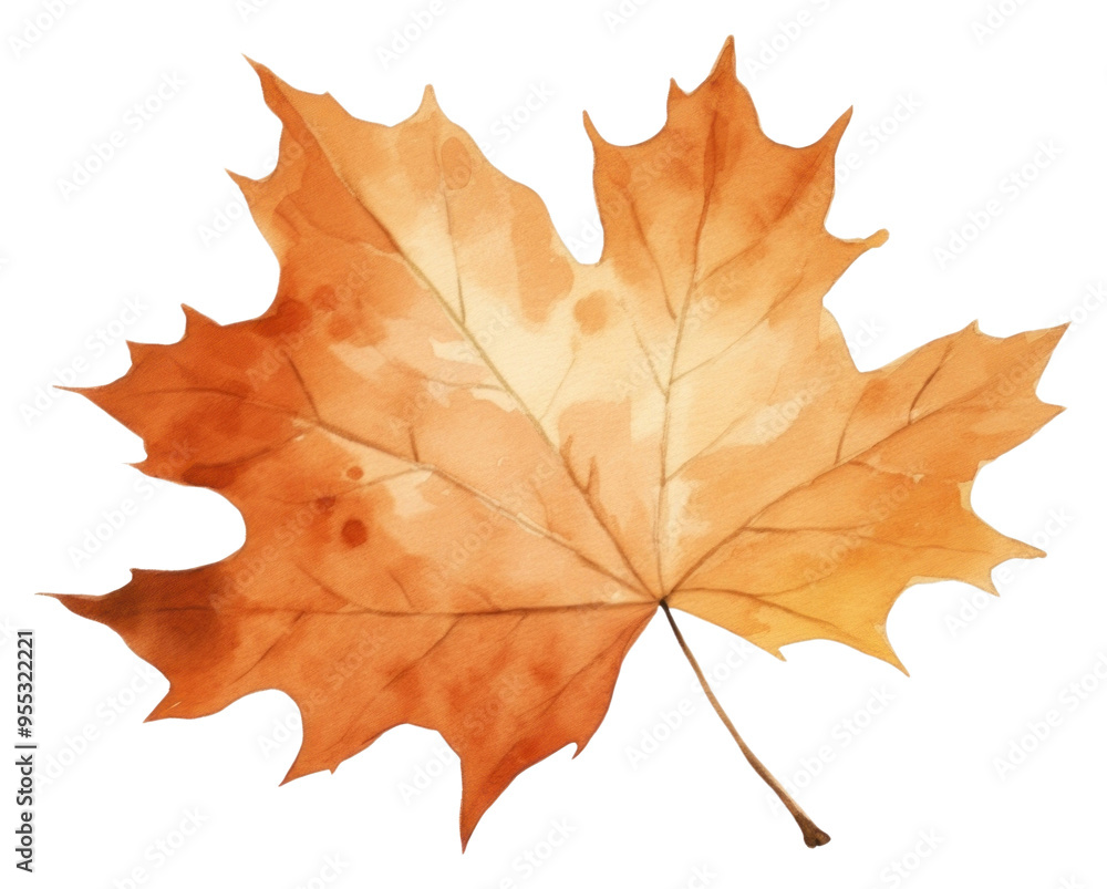 PNG Leaf autumn nature maple. PNG Leaf autumn nature maple.