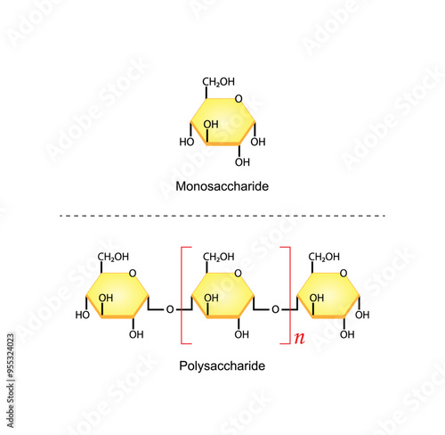 Differences Between Monosaccharide and Polysaccharide. Glucose, Maltose . Carbohydrates and Sugars Terminology. Scientific Design. Vector Illustration.