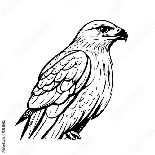 eagle isolated on white background