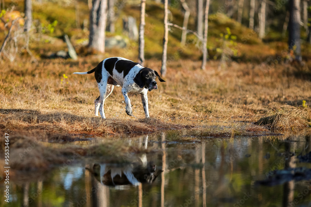 Dog english pointer Dog english pointer
