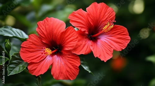 Wallpaper Mural Vermillion Hibiscus Double Petal Torontodigital.ca