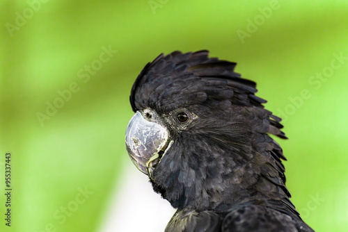 Portrait of a red-tailed black cockatoo. photo