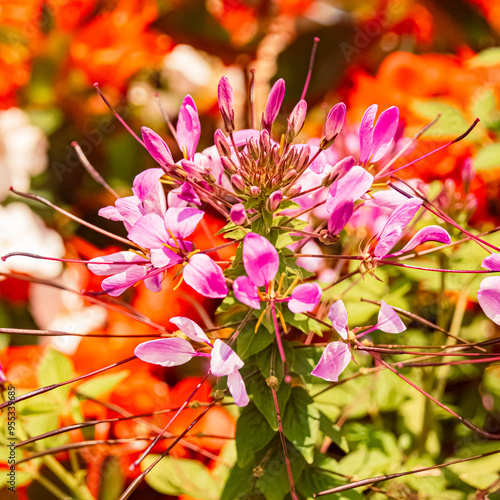 Cleome houtteana, spider flower, on a sunny day in summer at Therme Bad Griesbach, Bavaria, Germany photo