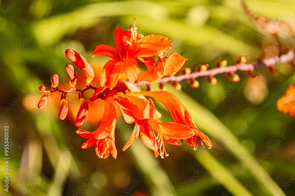 Crocosmia x crocosmiiflora, montbretia, in our garden on a sunny day in summer Crocosmia x crocosmiiflora, montbretia, in our garden on a sunny day in summer