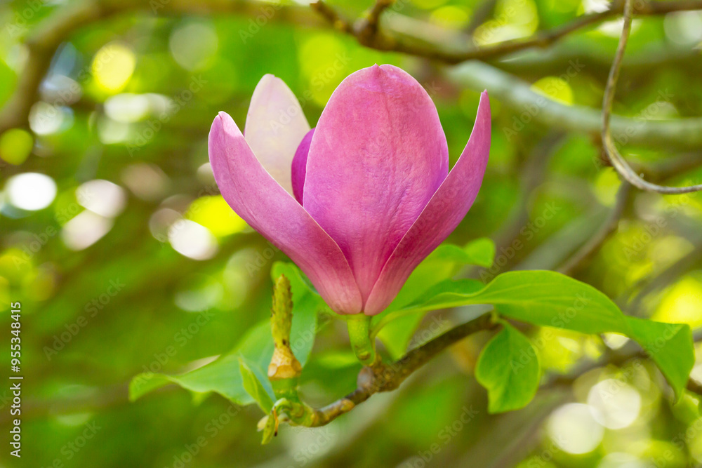 Pink magnolia flowers in blue sky background. Chinese Magnolia pink blossom with tulip-shaped flowers in spring Pink magnolia flowers in blue sky background. Chinese Magnolia pink blossom with tulip-shaped flowers in spring