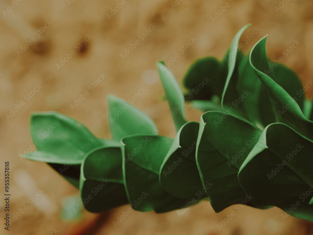 zamioculcas leaf close up for background.
