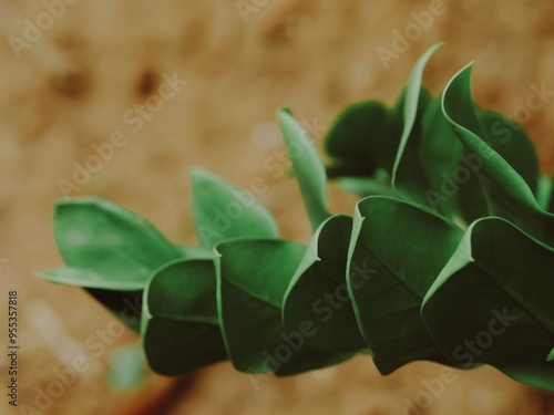 Obraz na płótnie zamioculcas leaf close up for background. w salonie