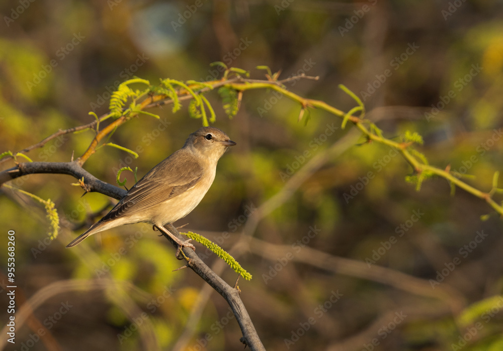 Obraz premium Garden warbler perched on acacia tree at Jasra, Bahrain