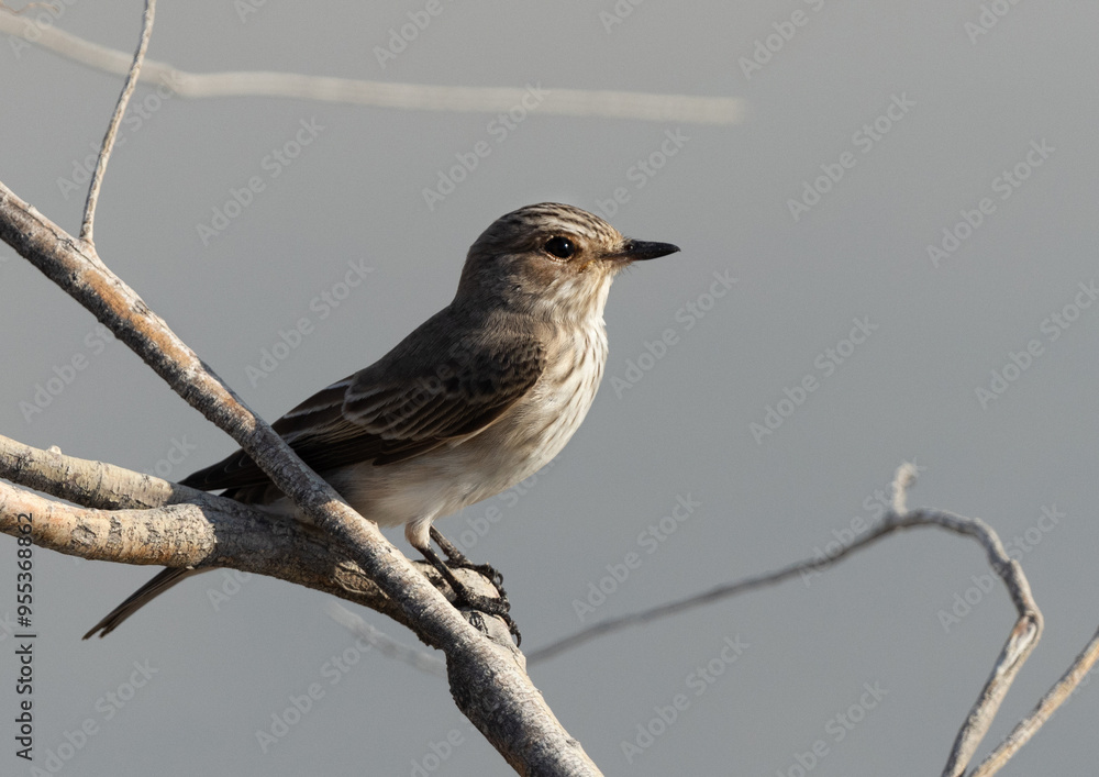 Spotted Flycatcher perched on tree, Bahrain Spotted Flycatcher perched on tree, Bahrain