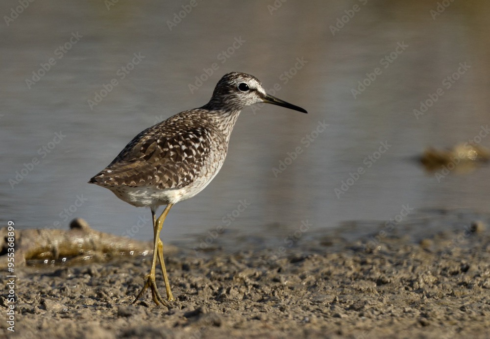 Marsh Sandpiper and its reflection on water at Asker marsh, Bahrain Marsh Sandpiper and its reflection on water at Asker marsh, Bahrain