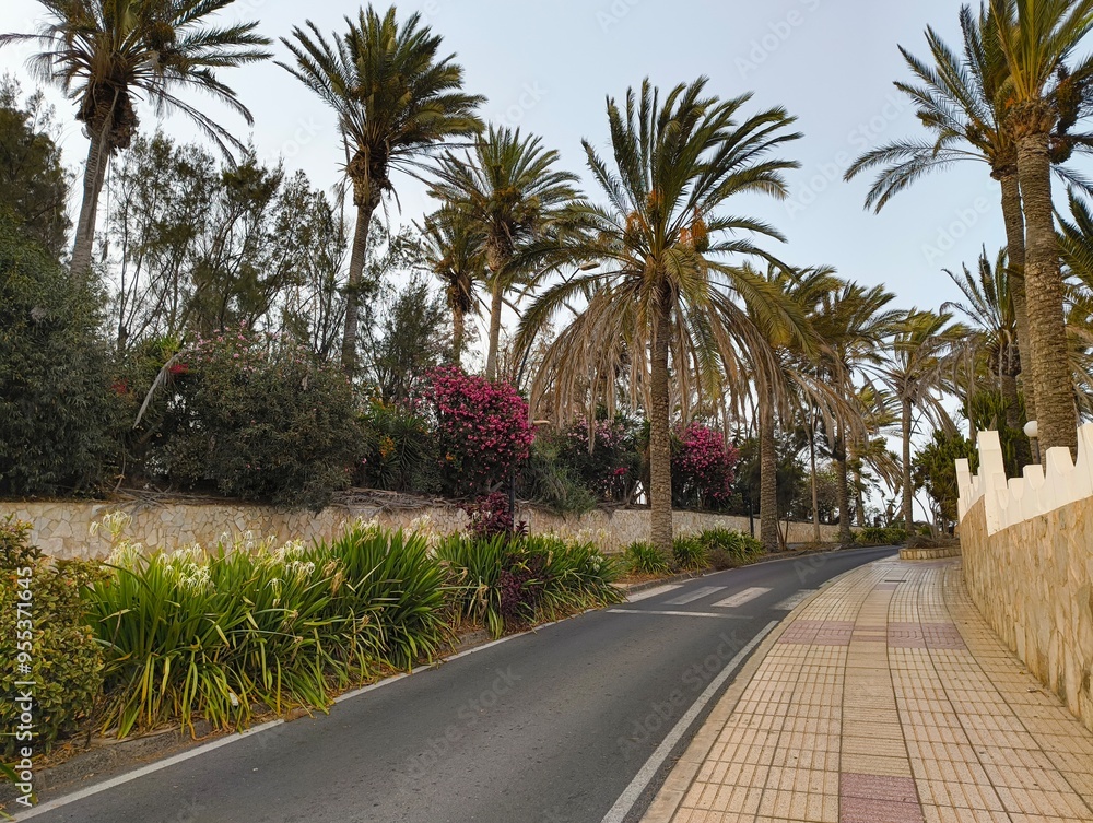 Fototapeta premium palm trees on the street