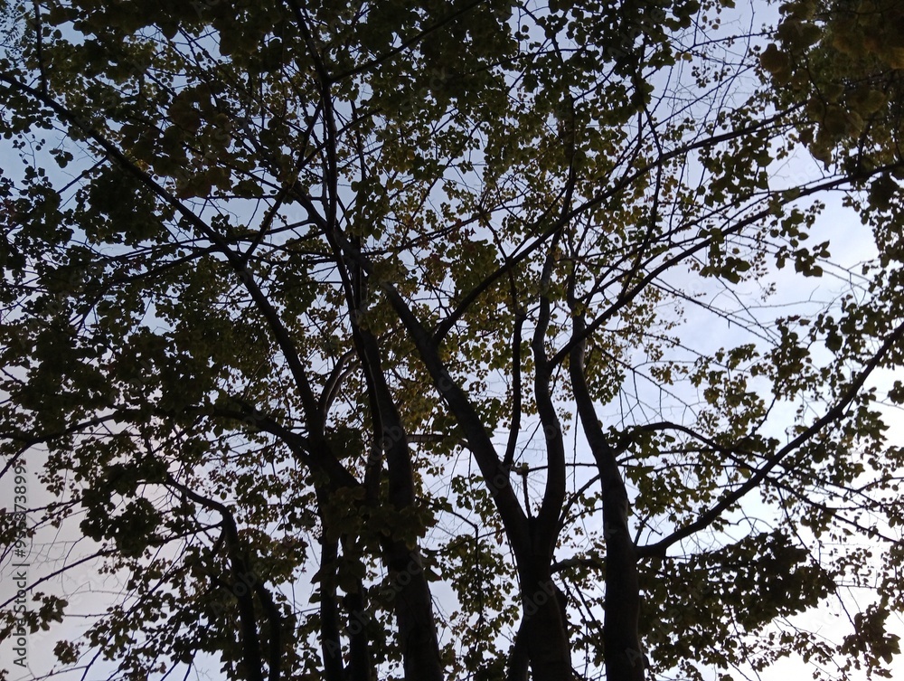 Fototapeta premium trees in the sky