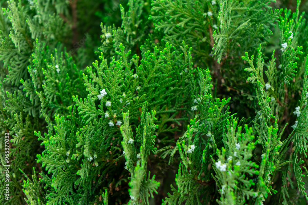 branch from Platycladus orientalis, Chinese thuja, thuja chengii with Immature seed conesy. branch from Platycladus orientalis, Chinese thuja, thuja chengii with Immature seed conesy.