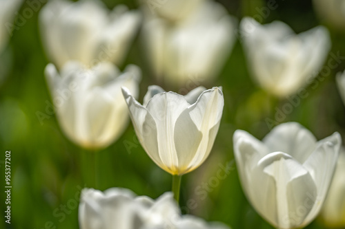 White Tulips in a spring field in the Netherlands. Blooming spring flowers tulips in the sunlight. Blossom Tulips flower in a beautiful garden. White Tulips flowers. Spring background. photo