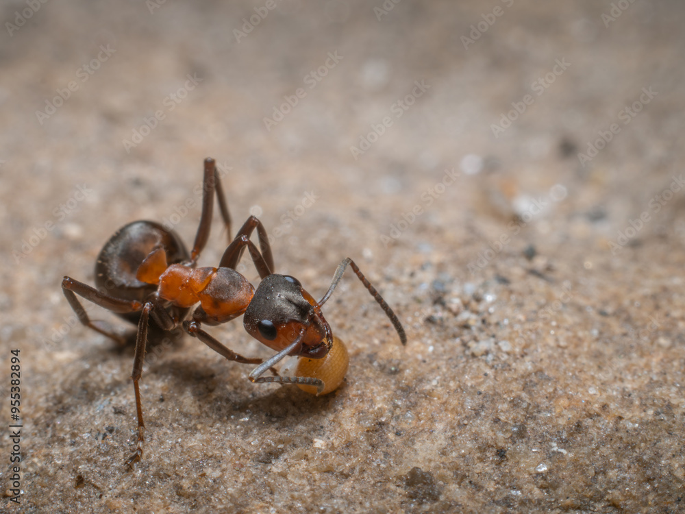 Nahaufnahme einer roten Ameise die interessiert einen Pflanzensamen untersucht.