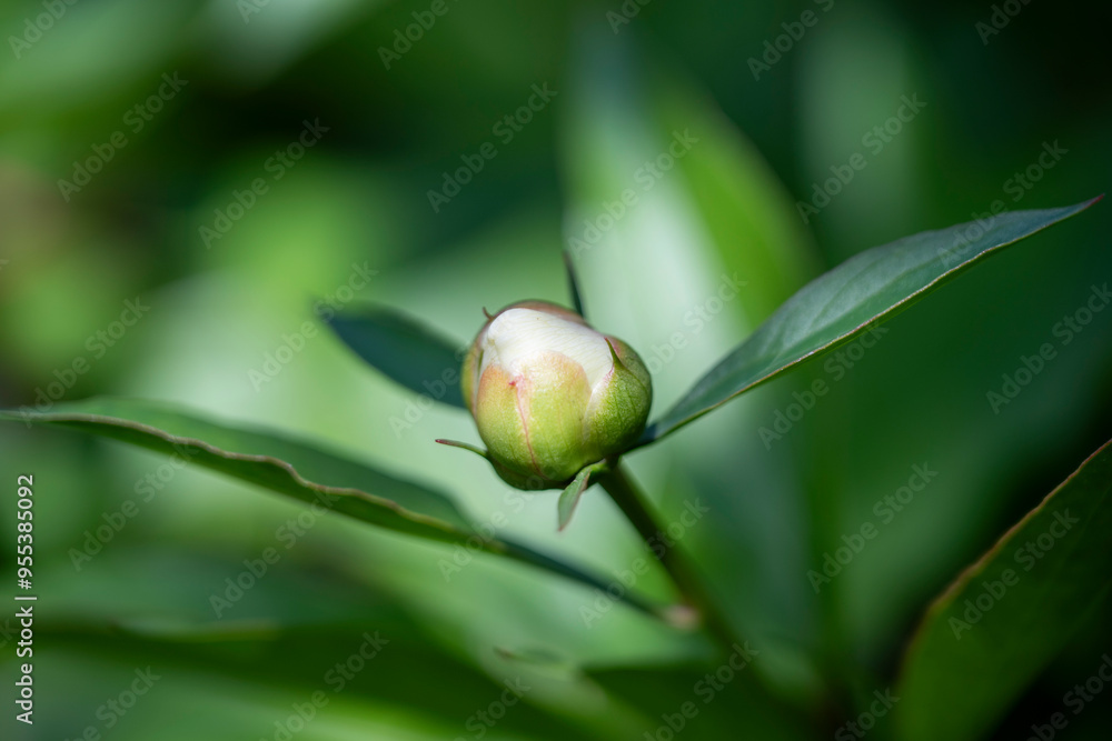 Peony bud on a green background. Shallow depth of field.
Peony bud on a green background. Shallow depth of field.