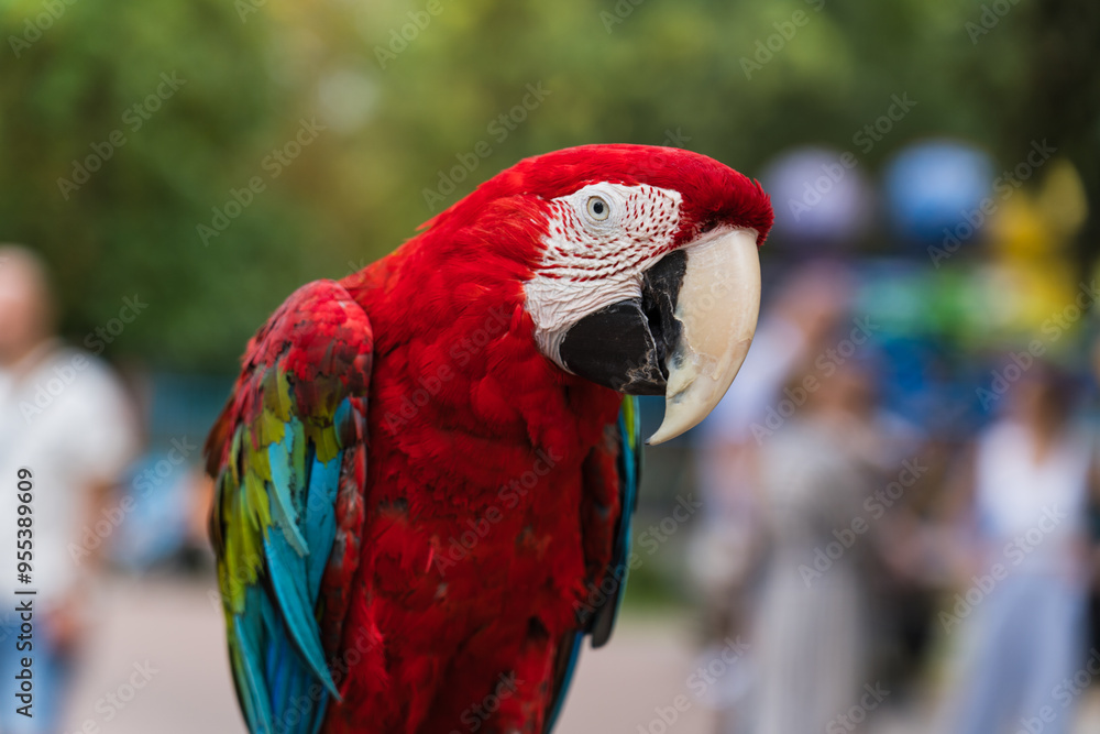 Obraz premium A red, bright macaw parrot in the Chelyuskintsev Children's Park in Minsk